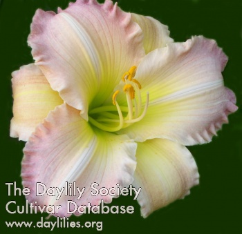 Daylily Remembering Ruth